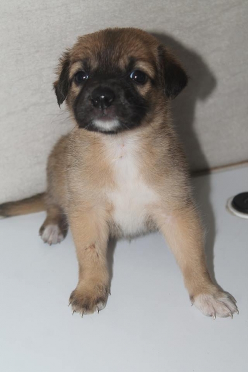 მეტისი უსახელო