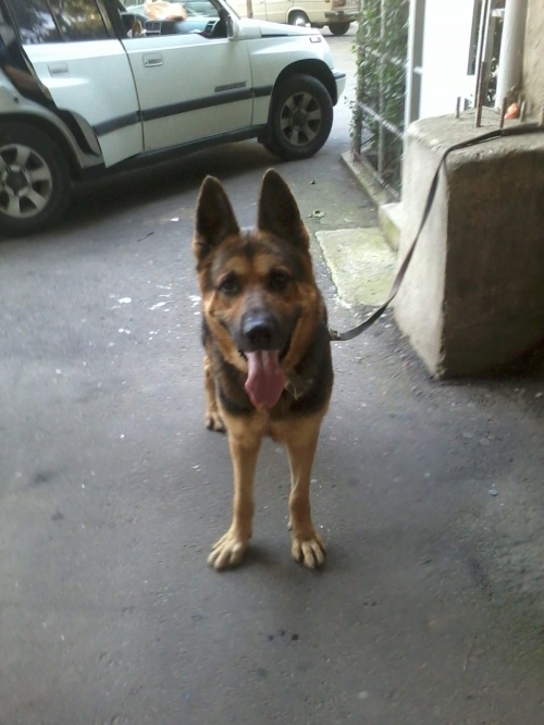 გერმანული ნაგაზი რექსი