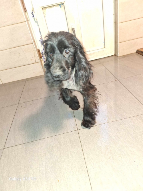 კოკერსპანიელი ვარკეთიკის მეურნეობა