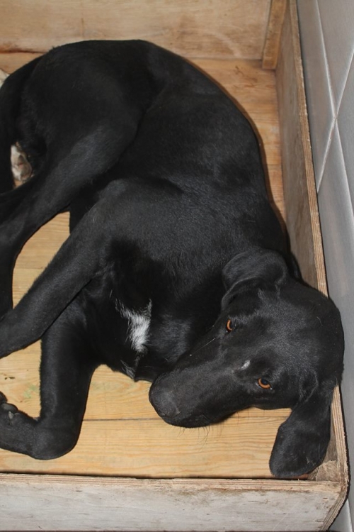 მეტისი უსახელო