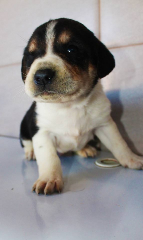 მეტისი უსახელო