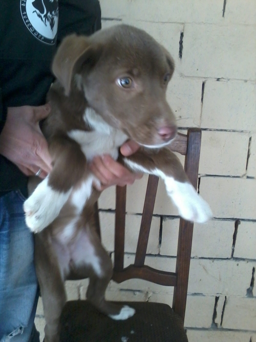 მეტისი უსახელო