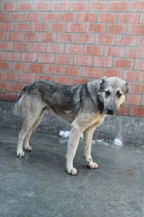 ქართული ნაგაზი ლომა