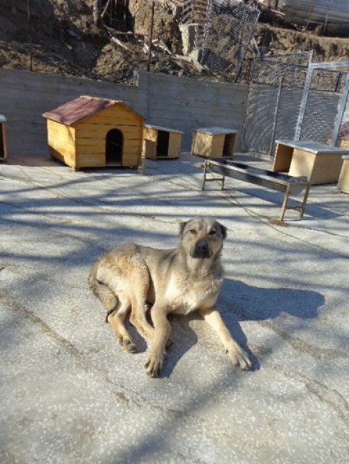 ქართული ქოფაკი უსახელო