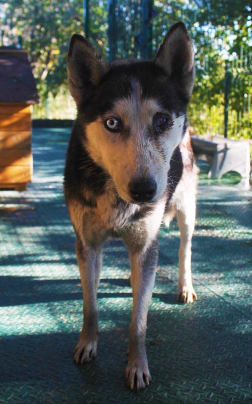 ლაიკა უსახელო