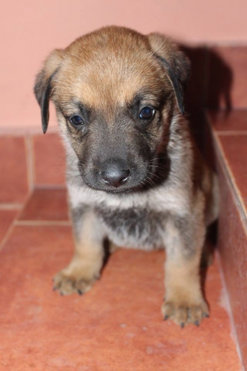 მეტისი უსახელო