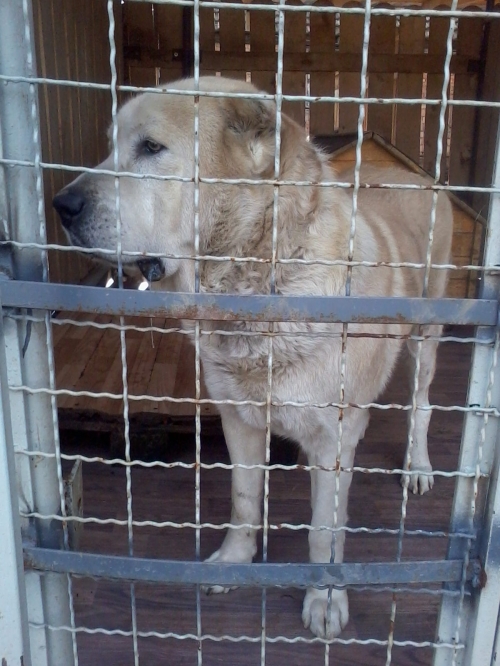 აზიური ნაგაზი ლომა