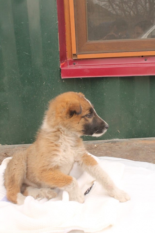 მეტისი უსახელო