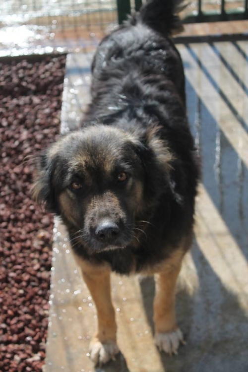 მეტისი ბობო