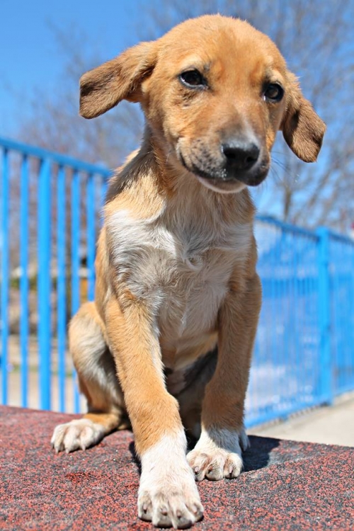 მეტისი უსახელო