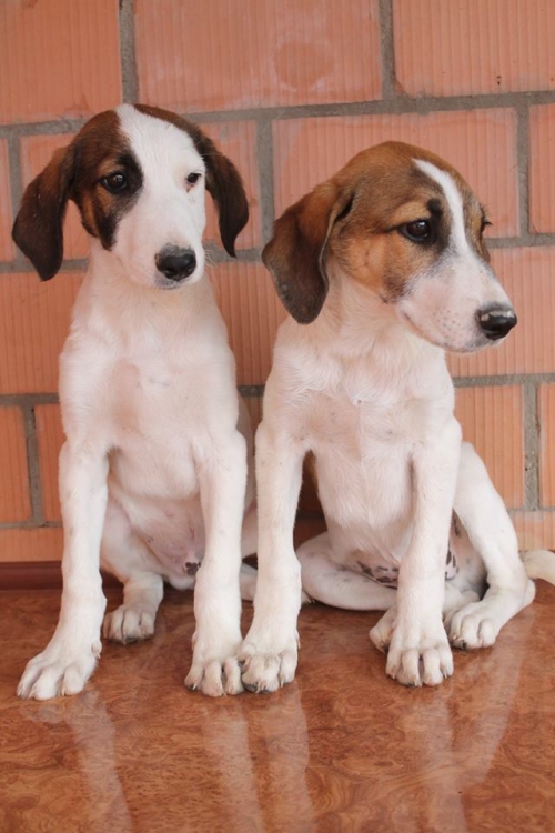 გონჩის მეტისი უსახელო