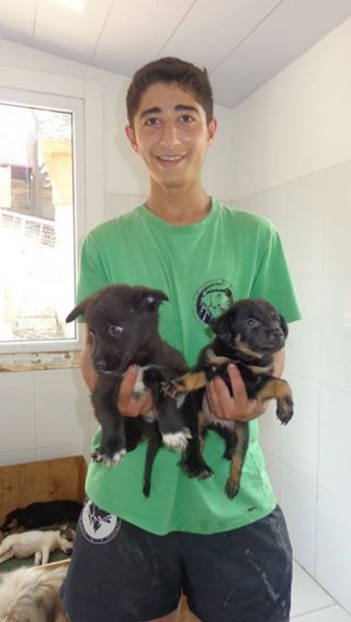 მეტისის ლეკვები უსახელო