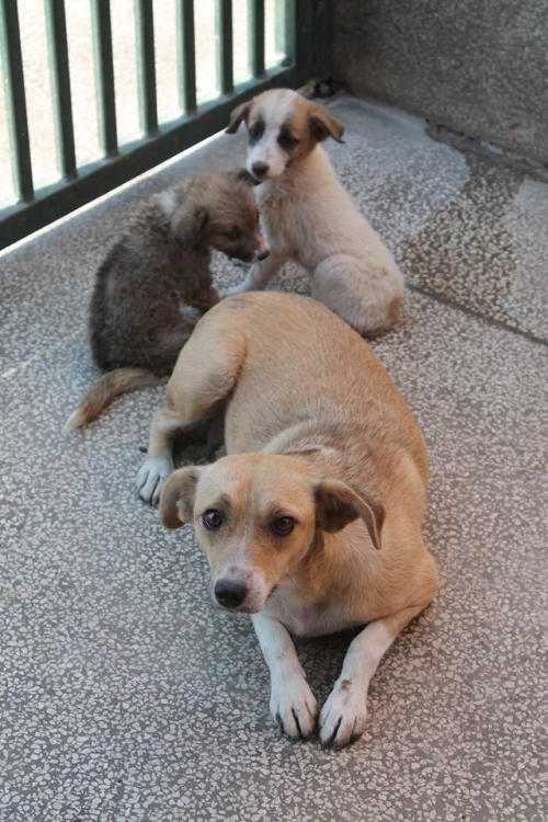 მეტისი უსახელო