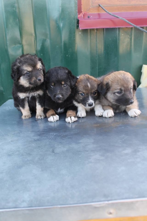 მეტისის ლეკვები უსახელო