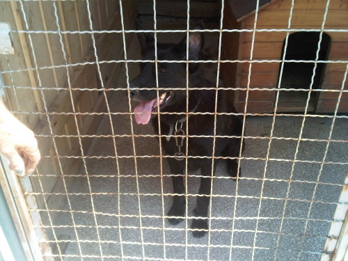 * გაჩუქებულები არენგო