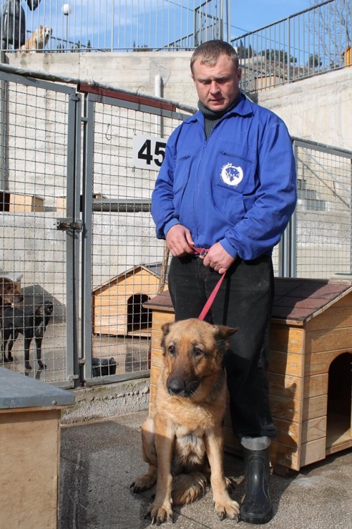 გერმანული ნაგაზი ლედი