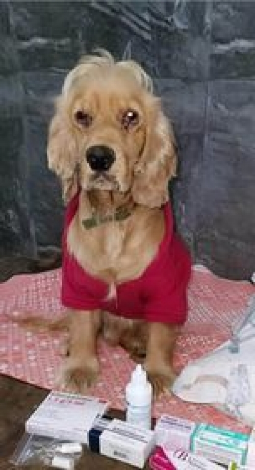 კოკერსპანიელი რუსთავი