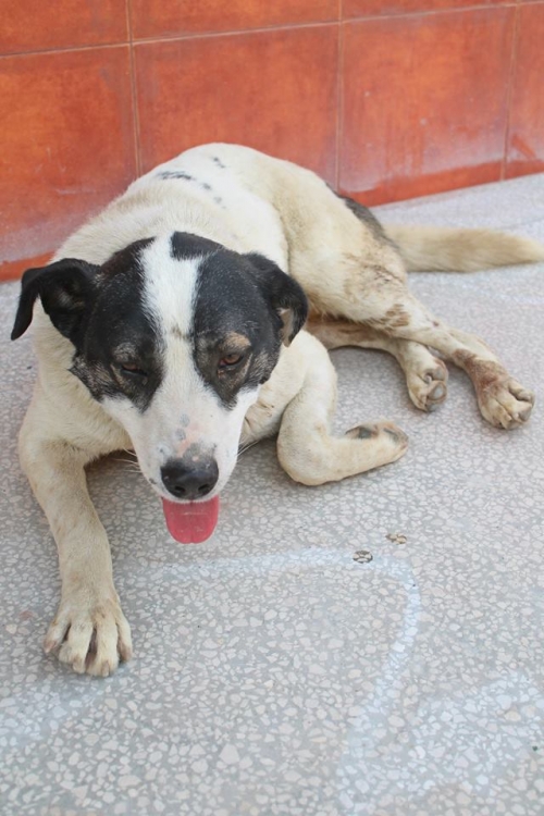 მეტისი ტუზიკა