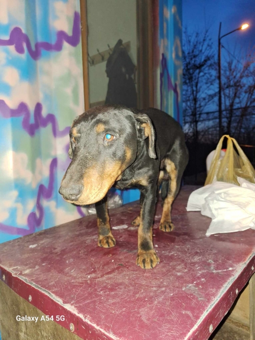 იაქტერიერი ზემო ფონიღალა ღოღობერიძეს ქუჩა 26