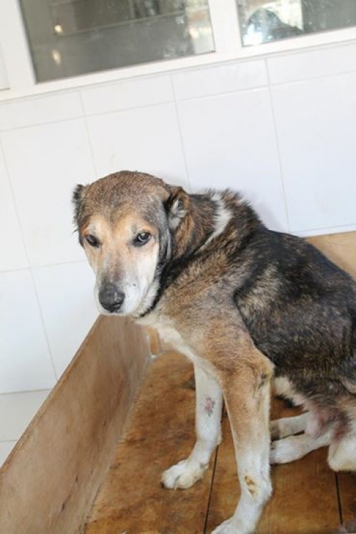 ქართული ქოფაკი უსახელო