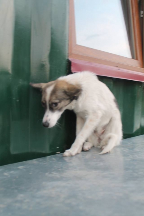 მეტისი უსახელო