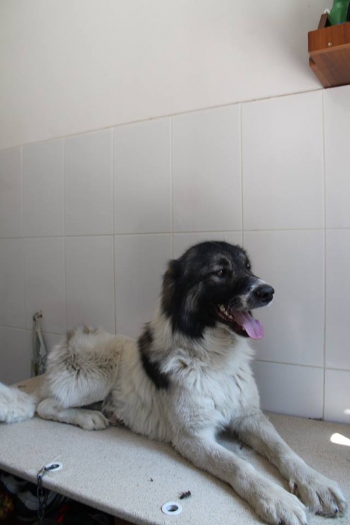 ქართული ქოფაკი უსახელო