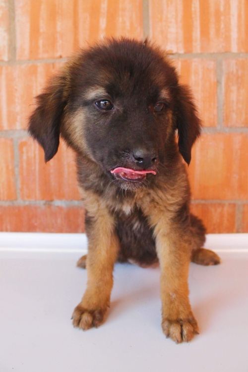 მეტისი უსახელო