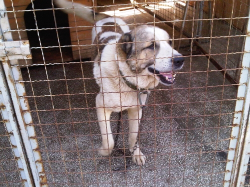 * გაჩუქებულები ჯაბა