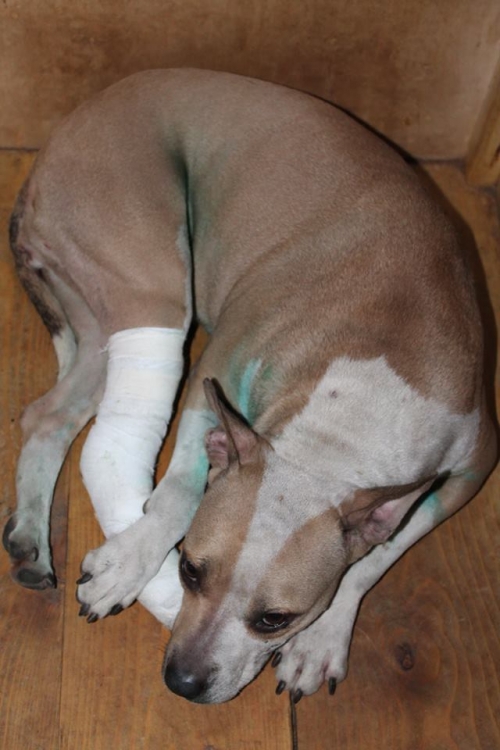 პიტბულის მეტისი პიტი