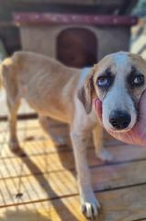 მეტისი ნაპოვნია თავშესაფართან