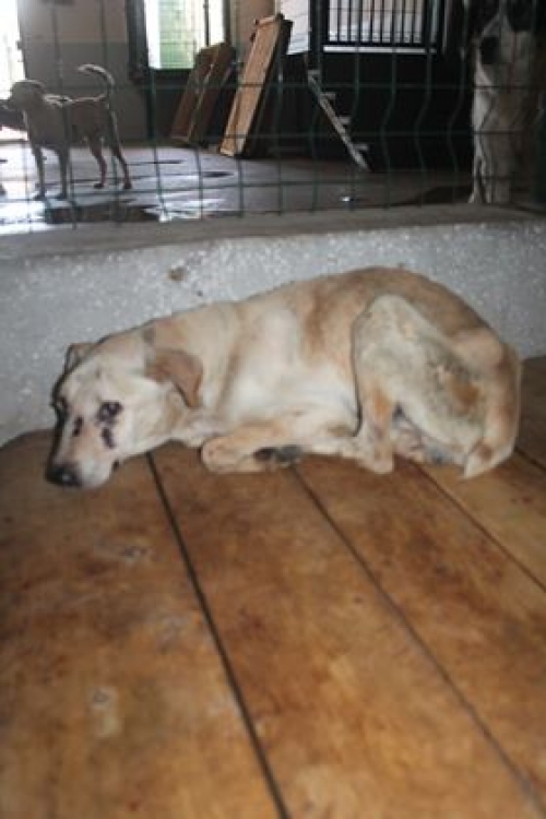 მეტისი უსახელო