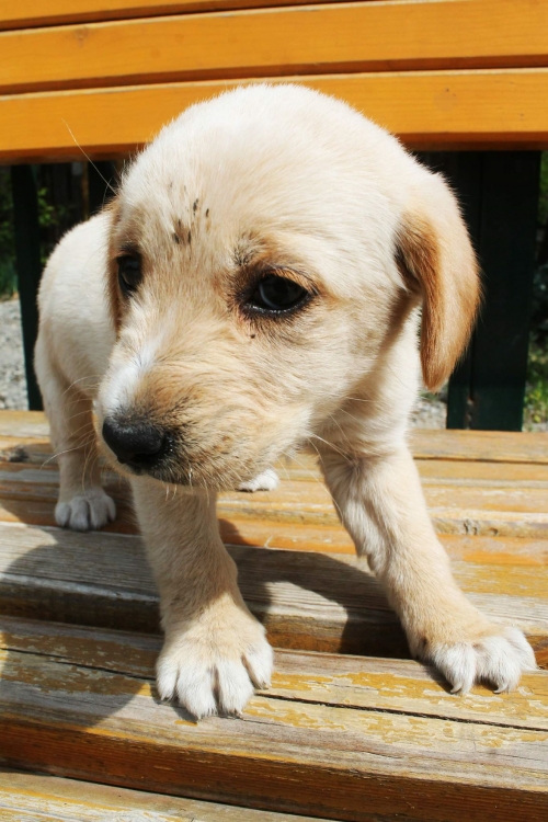 მეტისი უსახელო