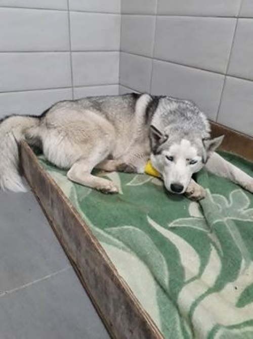 ლაიკა უსახელო