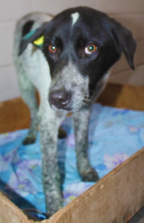 მეტისი უსახელო