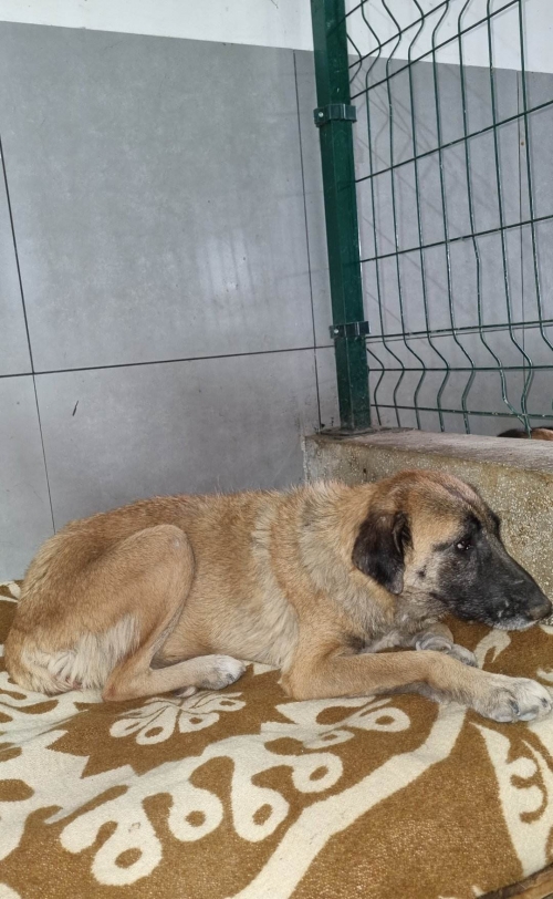 მეტისი ავჭალის სასაფლავოს ტერიტორია