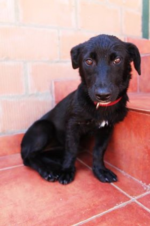 მეტისი ზიი