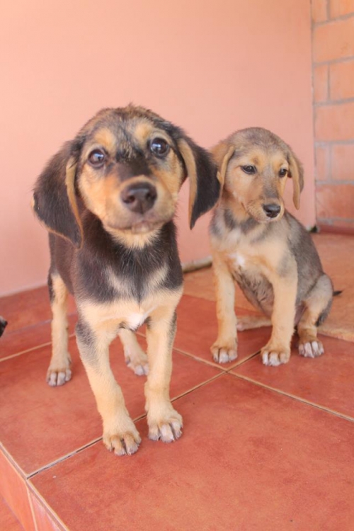 მეტისი უსახელო