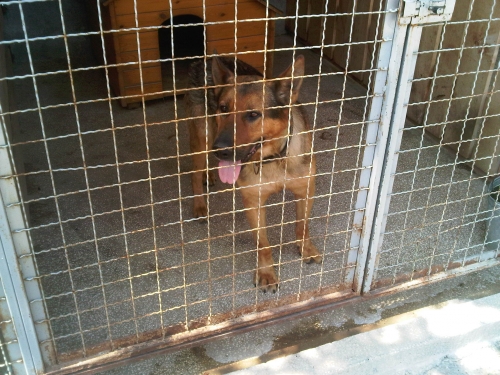 * გარდაცვლილები გერმანული ნაგაზი