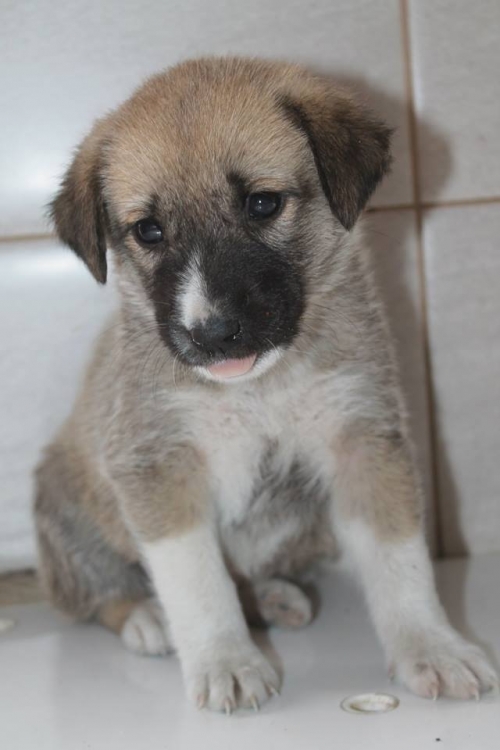 მეტისი უსახელო