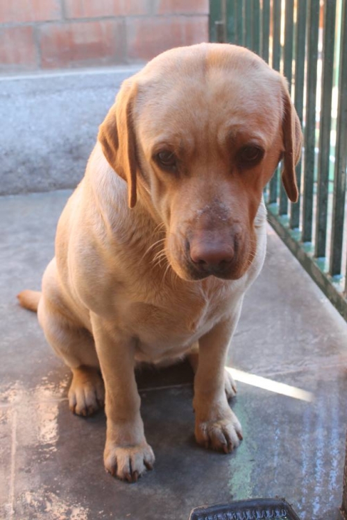 ლაბრადორი უსახელო