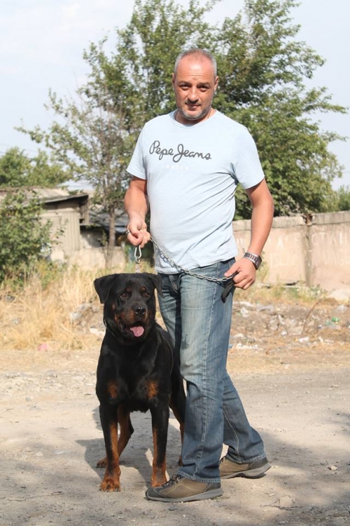 როტვეილერი ჩობა