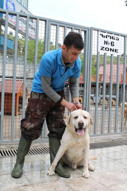 ლაბრადორი უსახელო