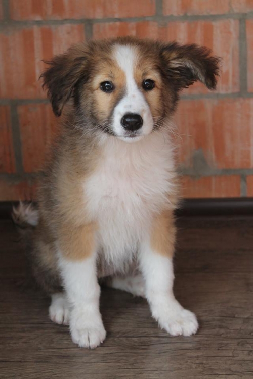 მეტისი უსახელო