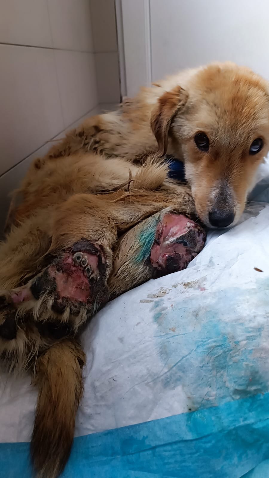 მეტისი. გურჯაანი თელავის გზა