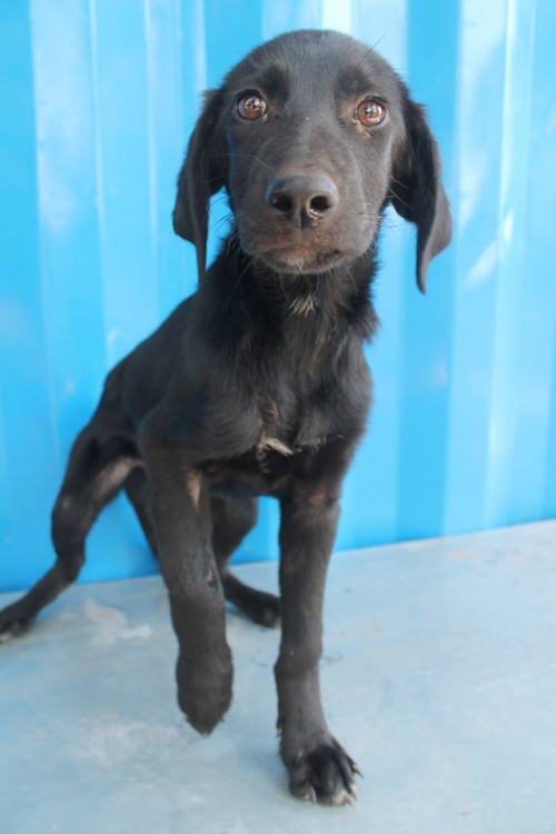 მეტისი უსახელო