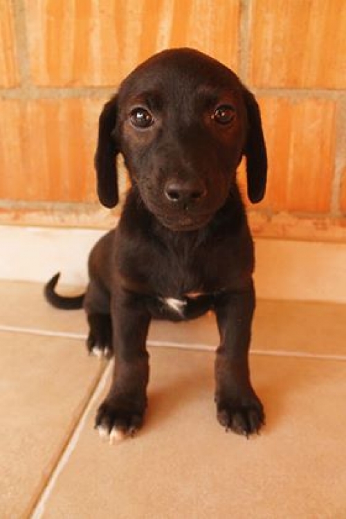 მეტისი უსახელო