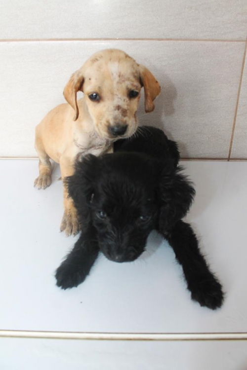 მეტისი უსახელო