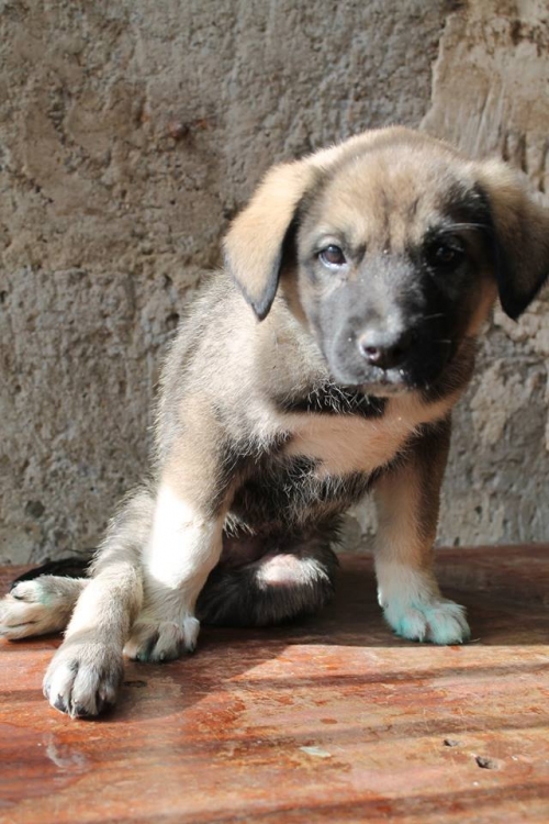 ქართული ქოფაკი უსახელო