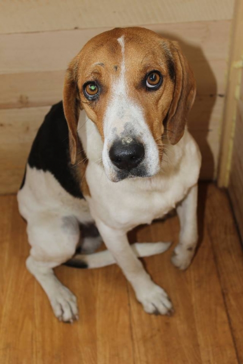 გონჩი უსახელო