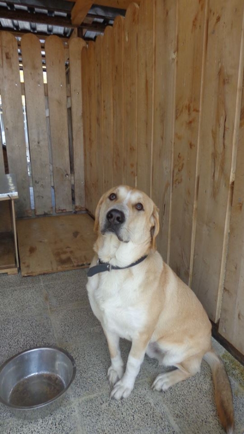 ლაბრადორის მეტისი ვინი